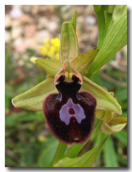 Ophrys: gruppo Ophrys bertolonii